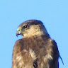Albatros